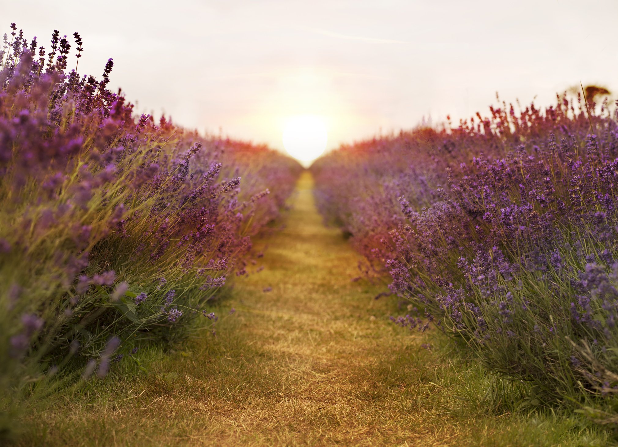 Path Through a Lavender Field